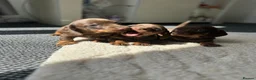 Dachshund dogs for sale: 3 Standard Dachshunds  in Gloucester - Advert 2