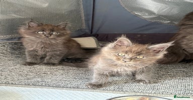 Maine Coon cats - Advert 7