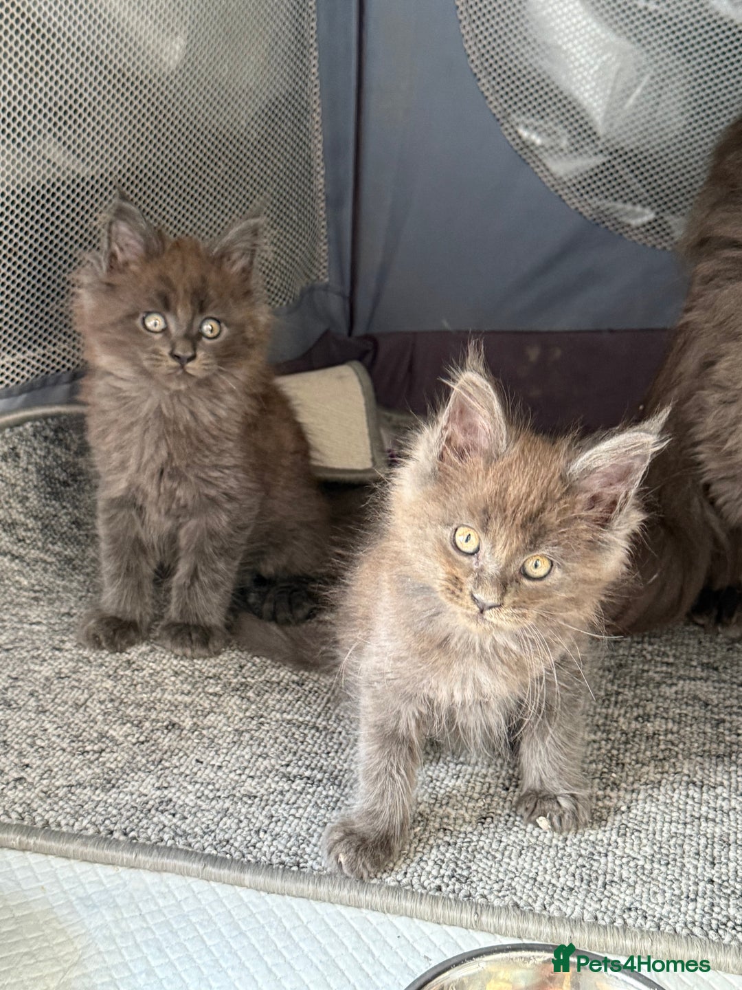 Maine Coon cats for sale: Beautiful TICA registered Maine coon kittens - Image 2