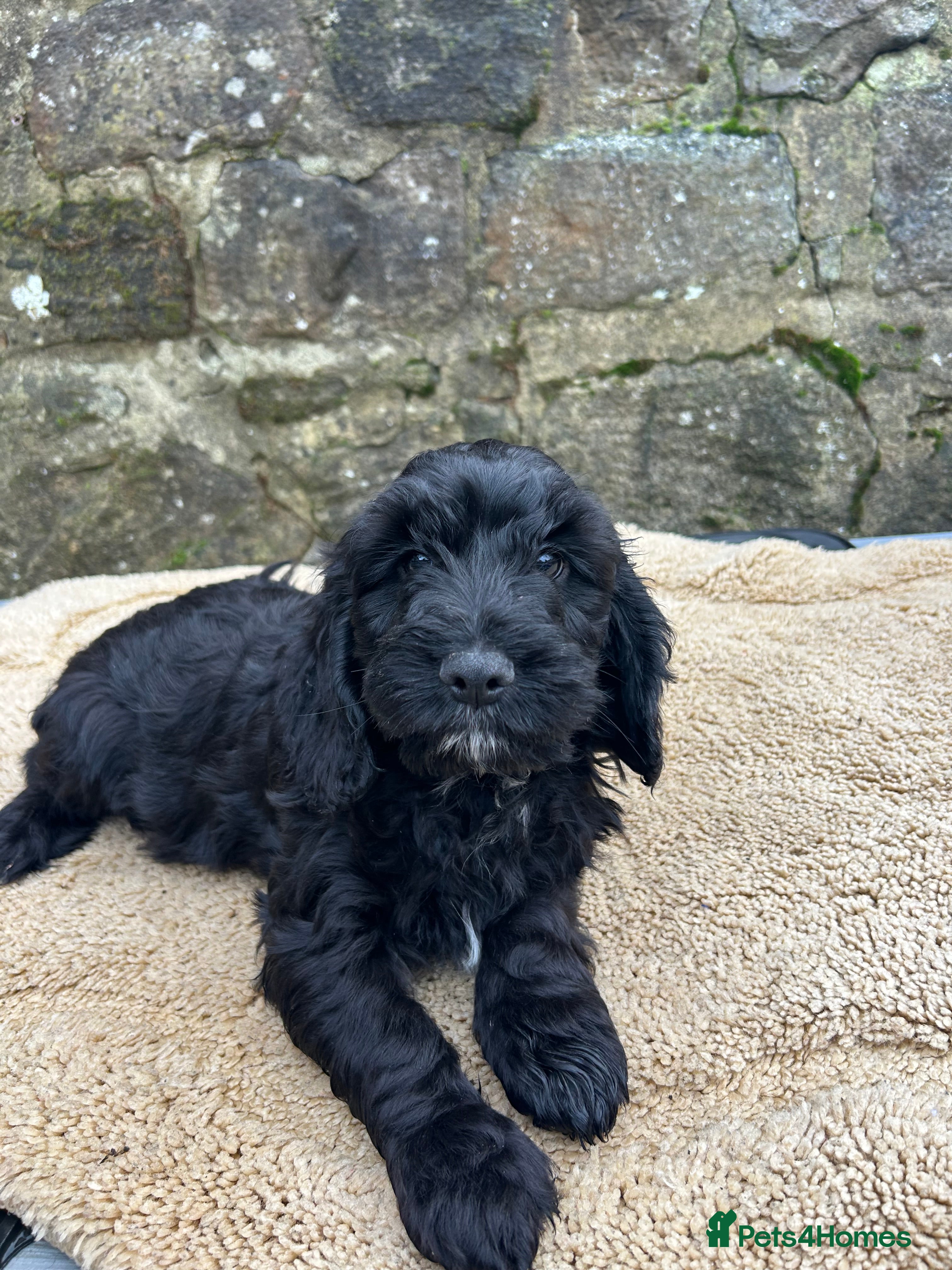 Cockapoo dogs BEAUTIFULL F1 COCKAPOO PUPPYS - Advert 13