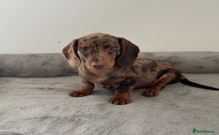 Dachshund dogs - Advert 8