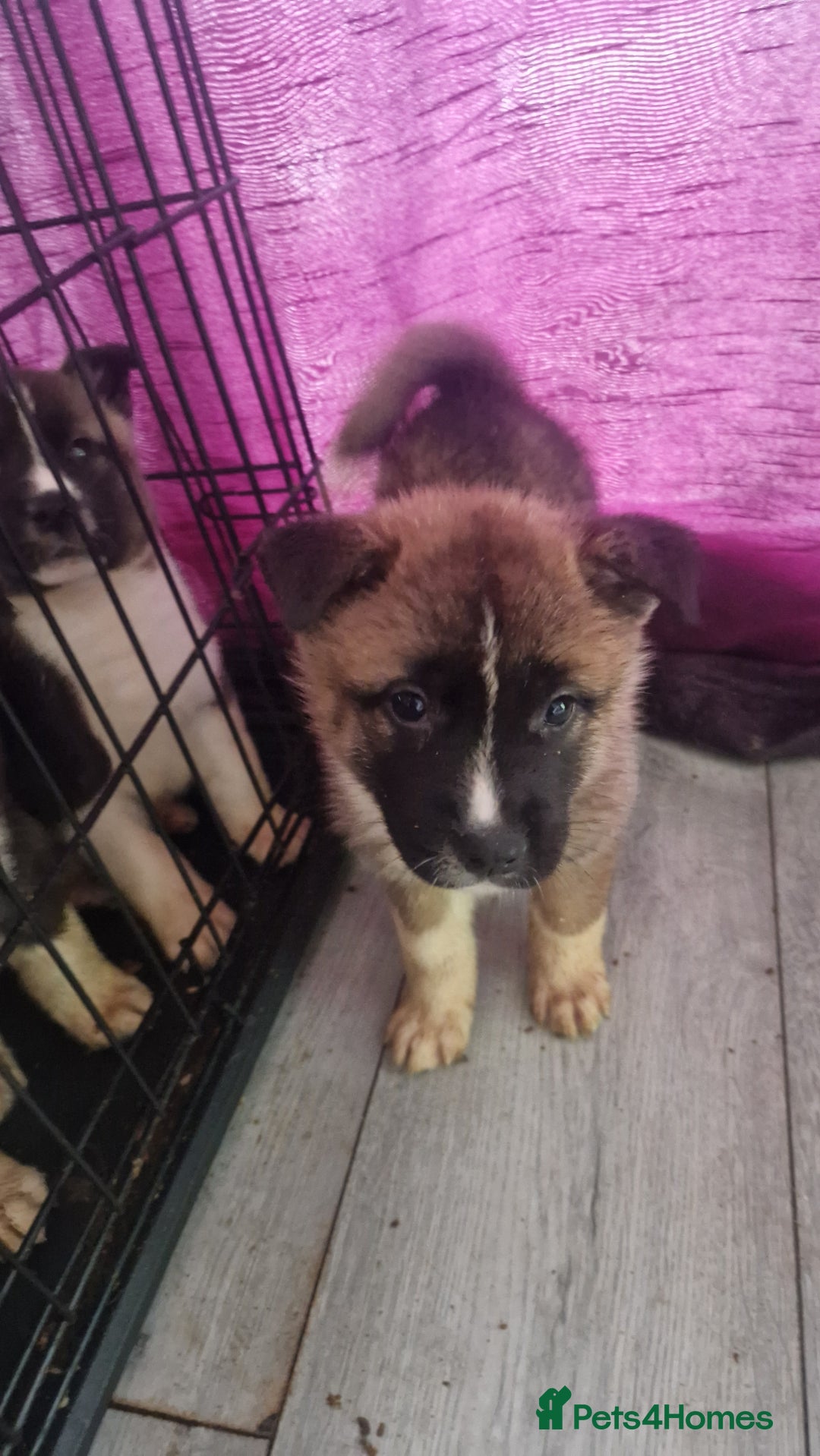 Akita dogs for sale: BEAUTIFUL  AMERICAN AKITAS - Advert 5