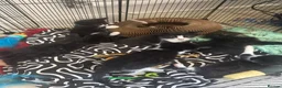 British Longhair cats for sale: Girl kittens for sale  in St. Neots - Advert 8