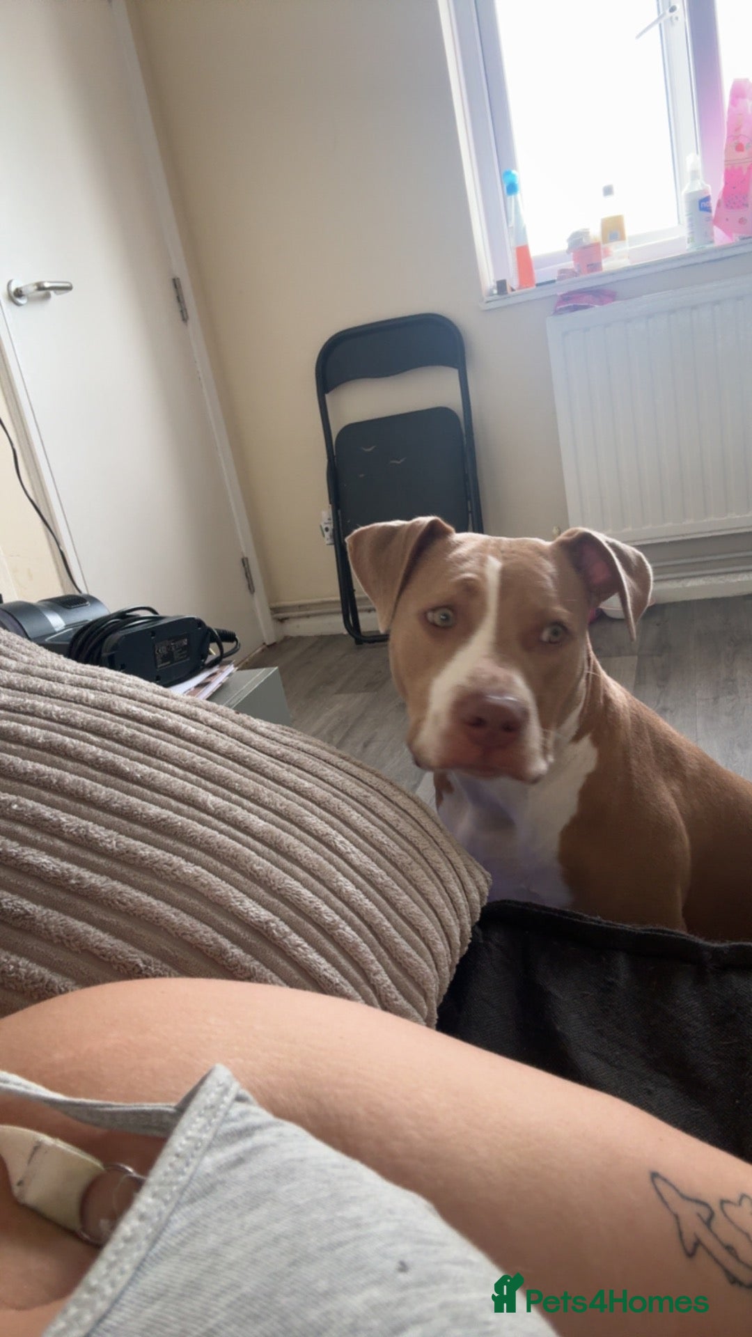 American Bully dogs This is pip - Advert 2