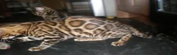 Bengal cats for sale: 5 Beautiful Bengal Kittens Ready Now  - Advert 14