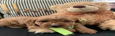 Cavapoo 3