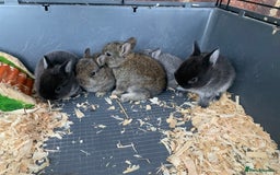 Netherland Dwarf rabbits for sale: Gorgeous Netherland Dwarf Rabbits - Ready in Sept - Image 5
