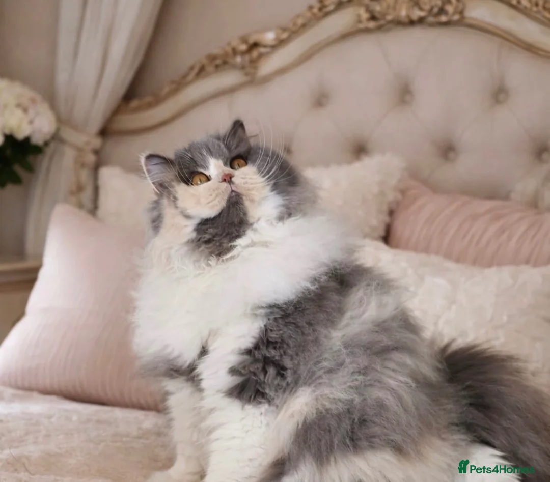 British Longhair cats for sale: Stunning GCCF British longhair girl  - Advert 1