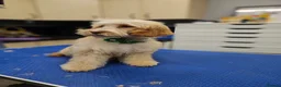 Cockapoo dogs for sale: Teddy bear cockapoos  - Advert 5