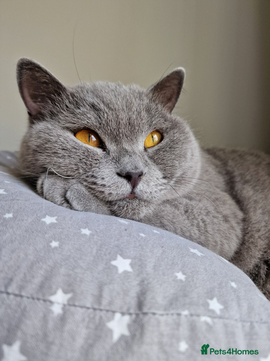 British Shorthair cats for sale: The loveliest calm boy Gandalf the Grey - Image 5