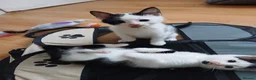 Mixed Breed cats for sale: Kittens to be rehomed in Wolverhampton - Advert 2