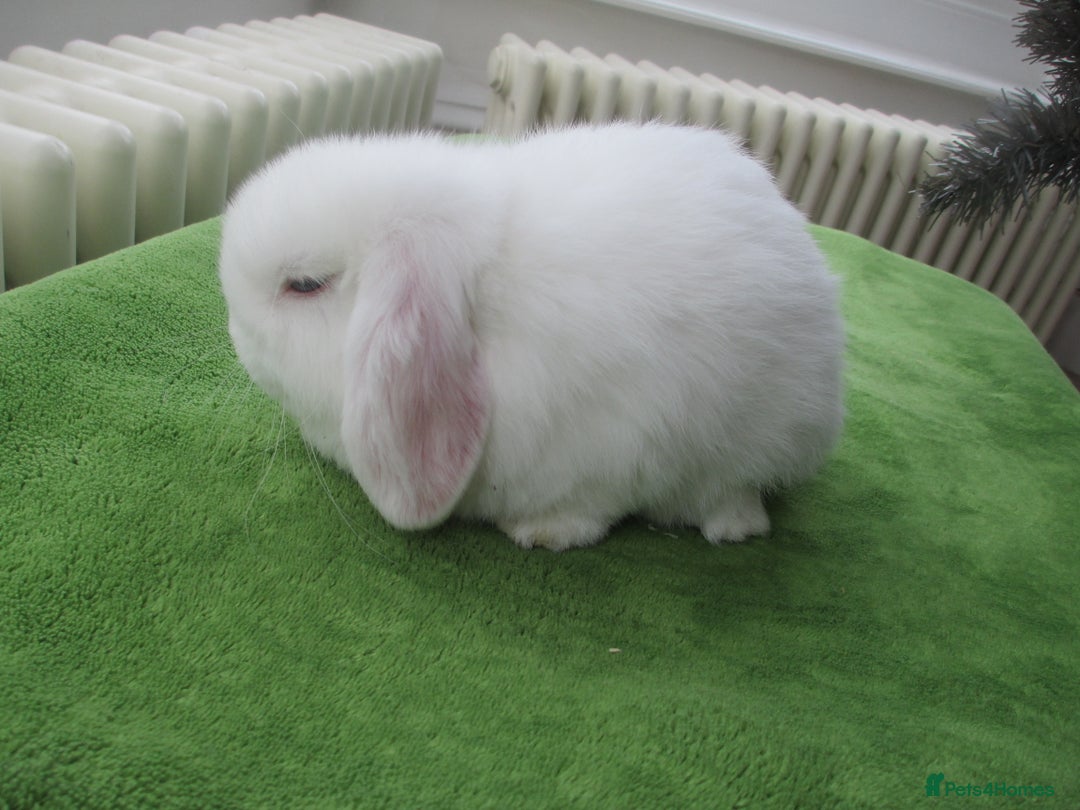 Mini Lop rabbits for sale: Baby Mini Lops - Advert 6