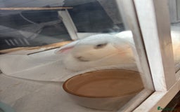 Vienna rabbits for sale: Snowy white rabbit  - Advert 4