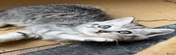 British Shorthair cats for sale: GCCF reg BSH Black silver tabby kittens - Advert 1