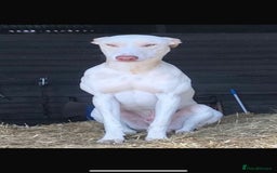 Mixed Breed dogs for sale: Bull Greyhound/Whippet Pups - Advert 8