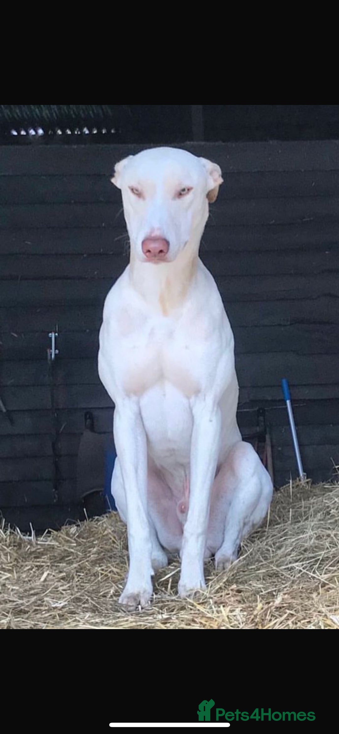 Mixed Breed dogs for sale: Bull Greyhound/Whippet Pups - Advert 8