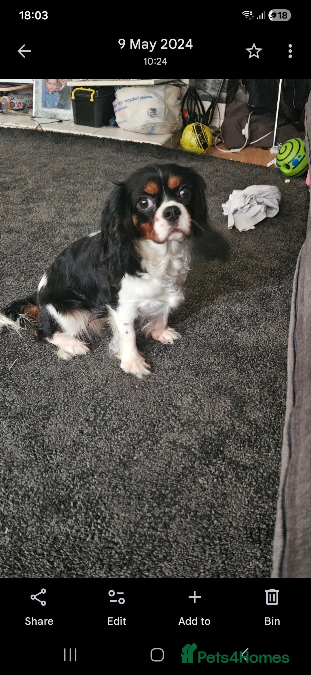 Cavapoo dogs for sale: Stunning black Cavapoo boy - Advert 3