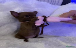 Pomchi dogs for sale: Fluffy Tiny Pomchi Puppies.🥰😍🤗 - Image 24