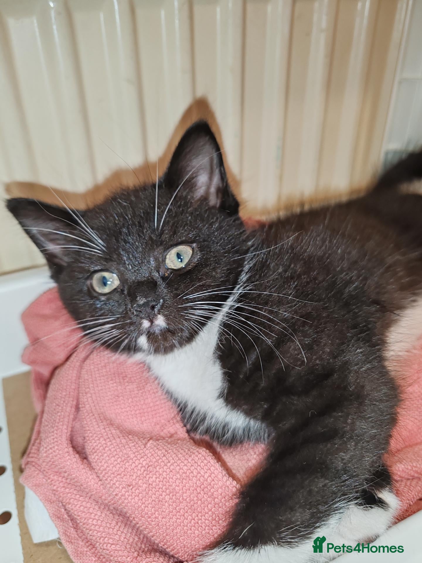 Mixed Breed cats Lovely crazy kittens - Advert 2