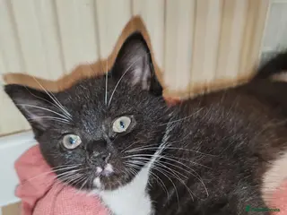 Mixed Breed cats Lovely crazy kittens - Advert 1