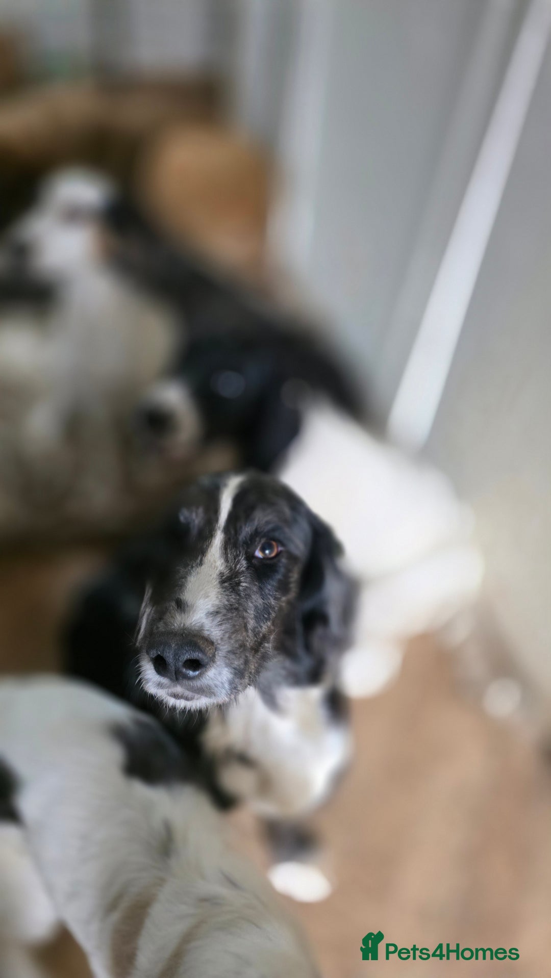 Sprocker dogs for sale: Sprocker brothers - Advert 6