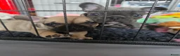 French Bulldog dogs for sale: 2 Beautiful KC registered girls - Advert 23