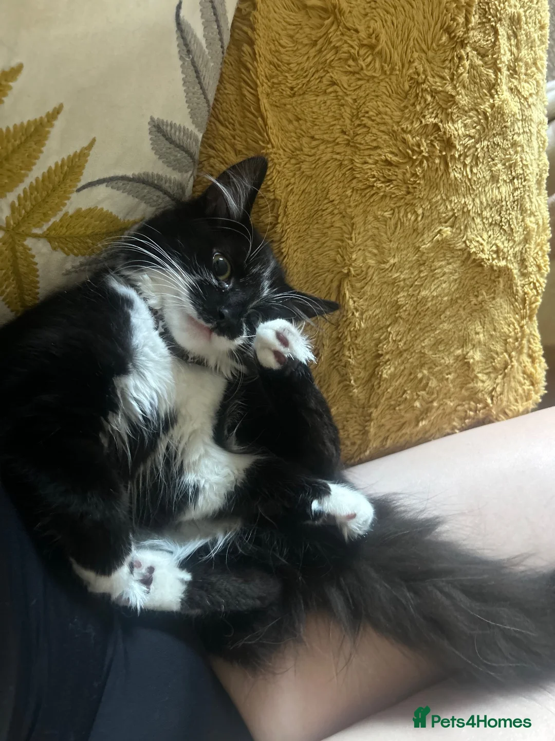 Mixed Breed cats for sale: Cat looking for loving home - Advert 1