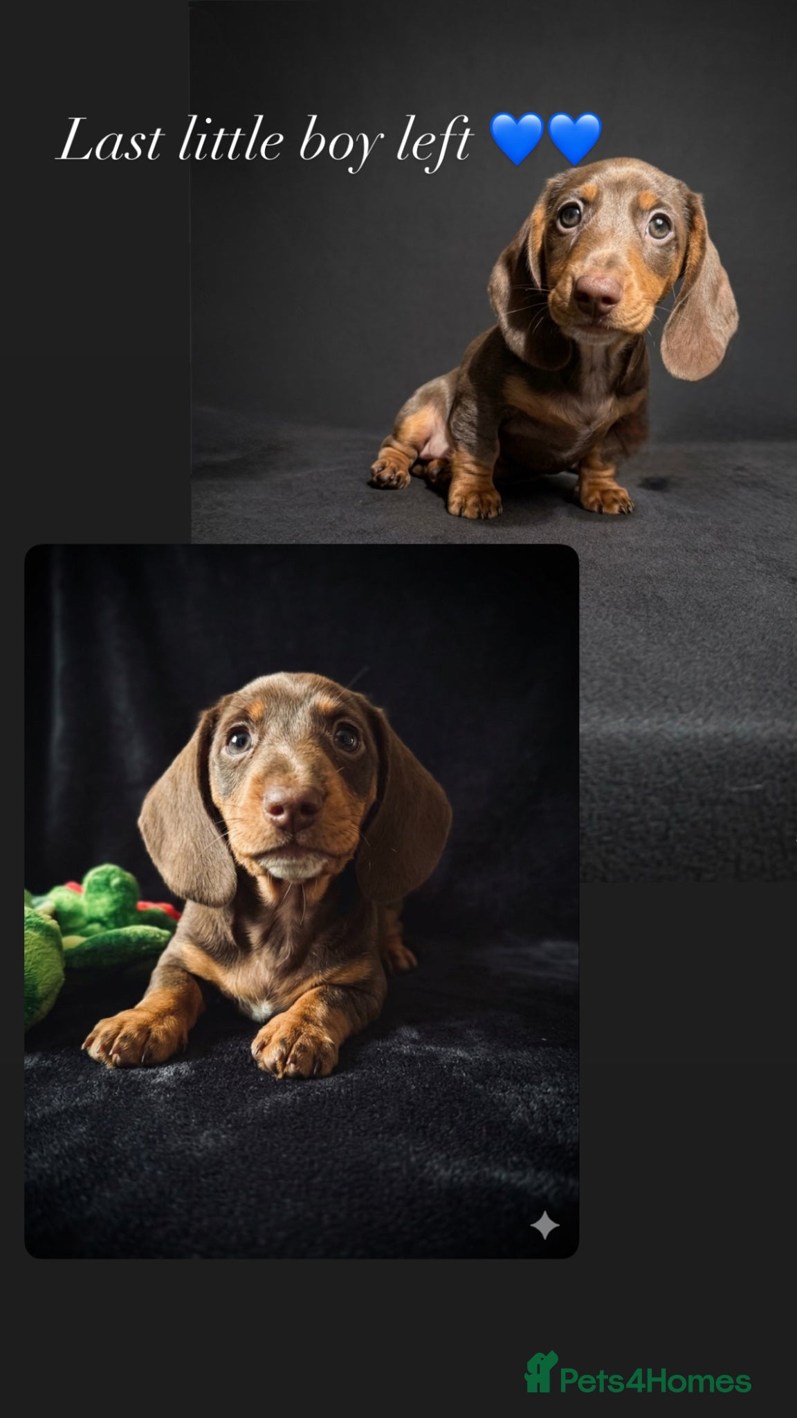 Miniature Dachshund dogs READY NOW LAST BOY  SERIOUS BUYERS ONLY  - Advert 4
