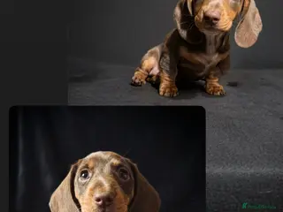 Miniature Dachshund dogs READY NOW LAST BOY SERIOUS BUYERS ONLY - Advert 4