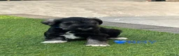 Miniature Schnauzer dogs for sale: KC pedigree miniature schnauzers - Advert 11