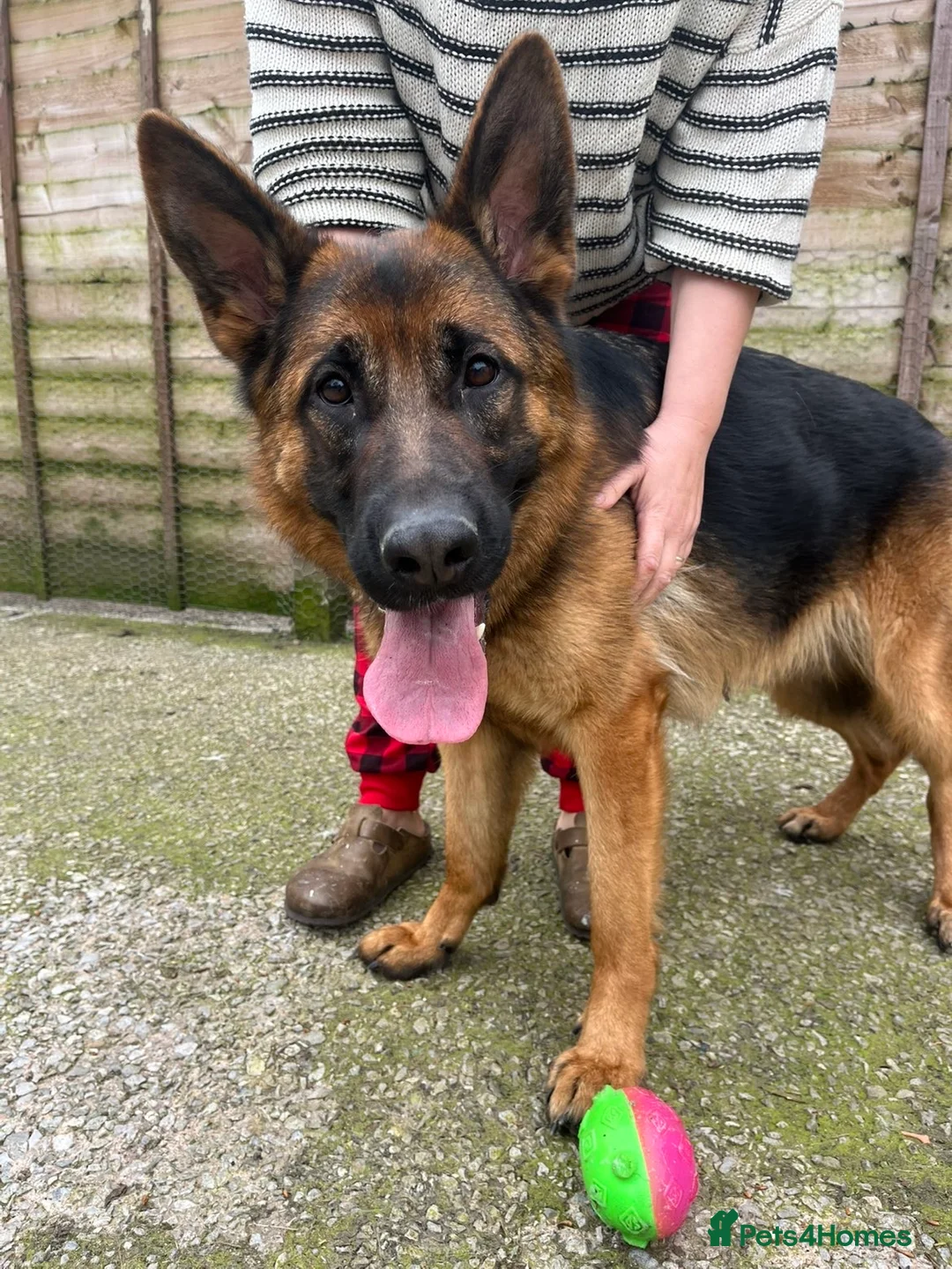 German Shepherd dogs for sale: German shepherd bitch for re home - Advert 3