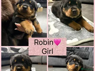 Rottweiler dogs CHUNKY PURE BRED ROTTWEILERS -Robin left - Advert 4
