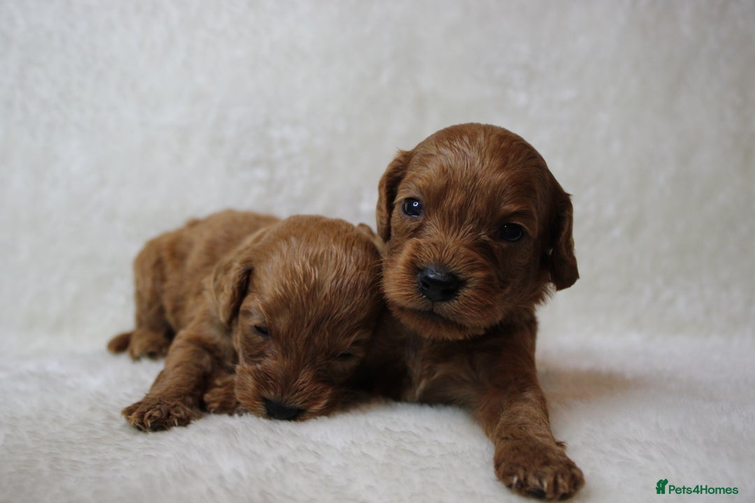 Cavapoo dogs for sale: Fox RED Cavapoo Puppies - Image 8