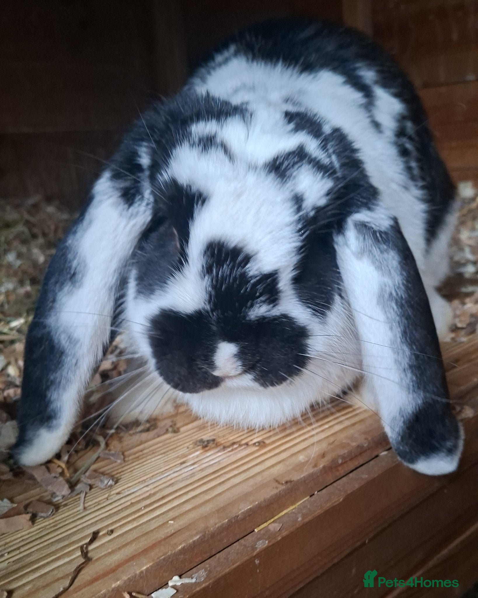 French Lop rabbits  french lop girl - Advert 1