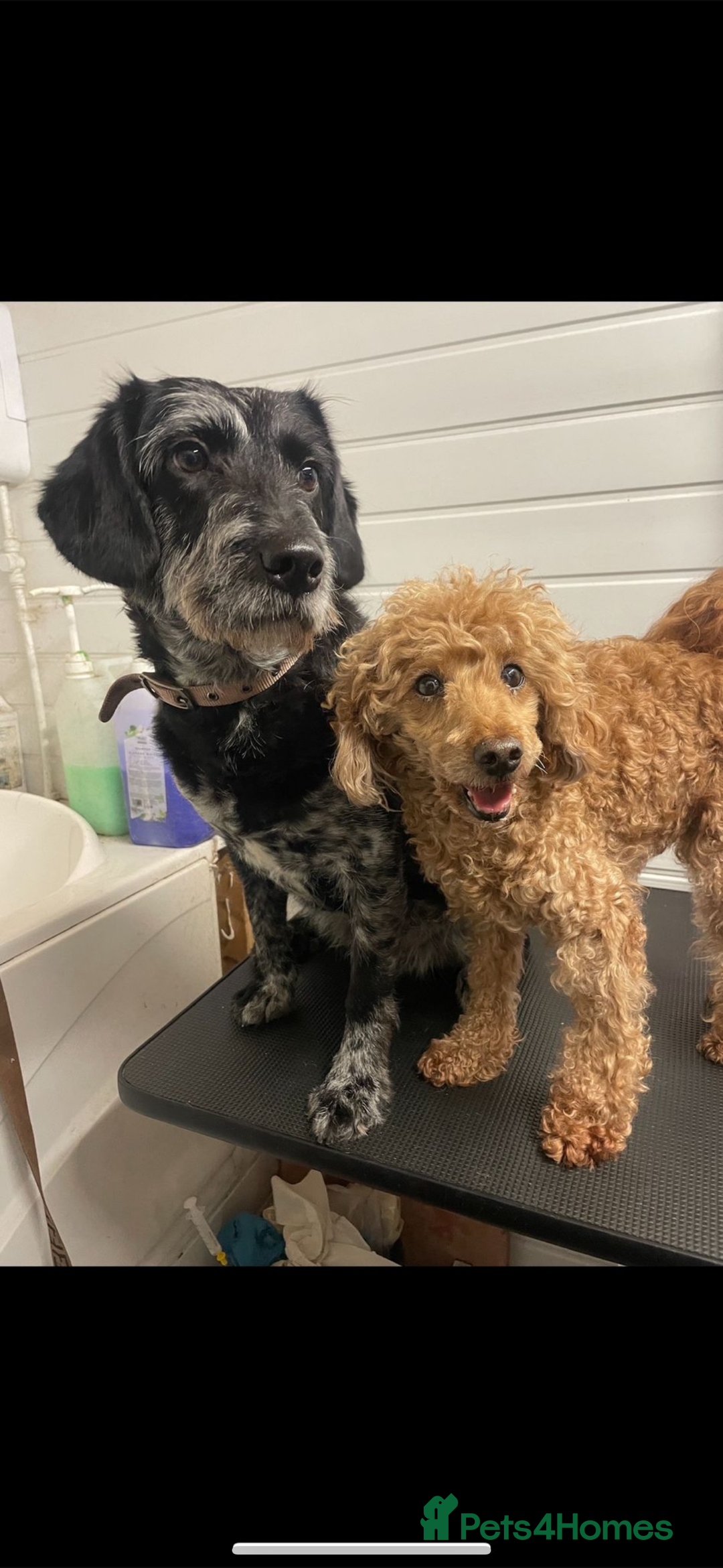 Labradoodle dogs for sale: Stunning merle F1b Labradoodle puppies  - Advert 8