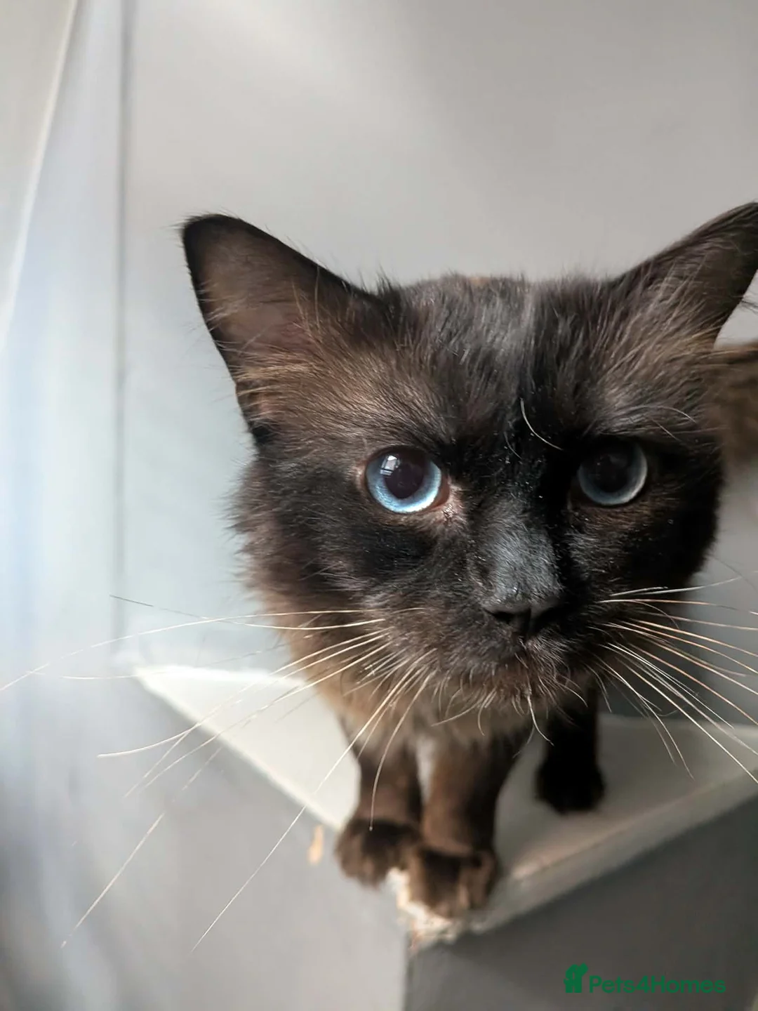 Ragdoll cats for sale: Milo stunning ragdoll male  - Advert 2