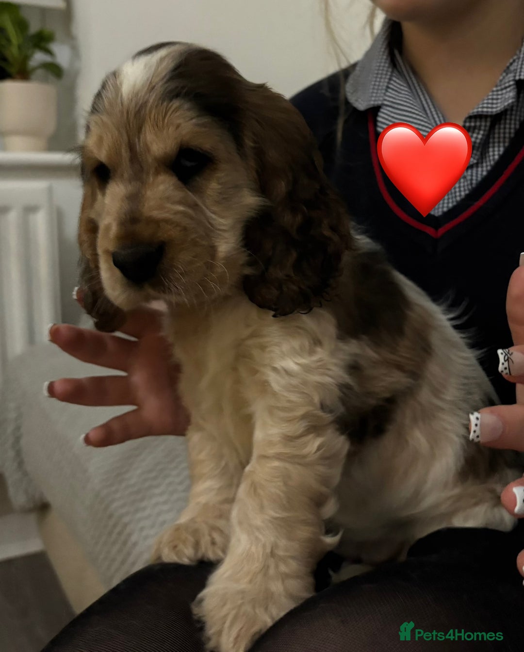 Cocker Spaniel dogs for sale: KC Reg Delightful Show Type Cocker Spaniels - Advert 24