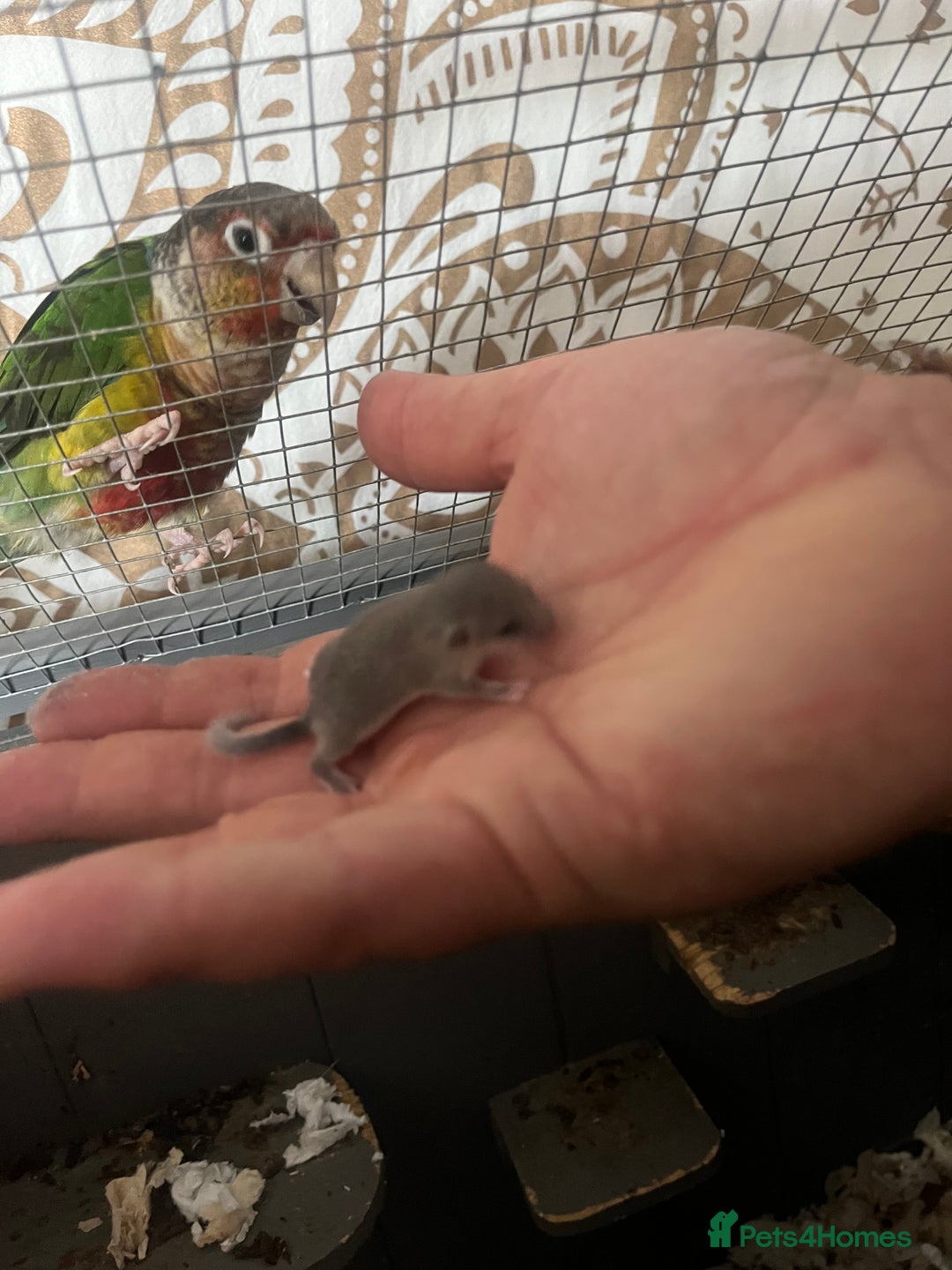 Mouse rodents for sale: Pygmy Doormice, Mixed Genders/Ages.  - Advert 1