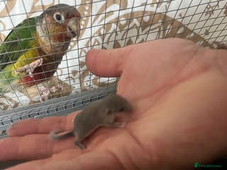 Mouse rodents Pygmy Doormice, Mixed Genders/Ages. - Advert 4