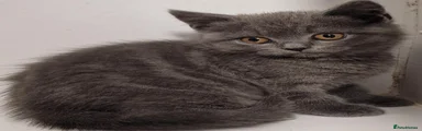 British Shorthair 5