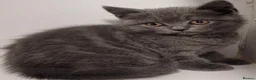 British Shorthair cats for sale: Gorgeous gccf reg kittens for sale  - Advert 7