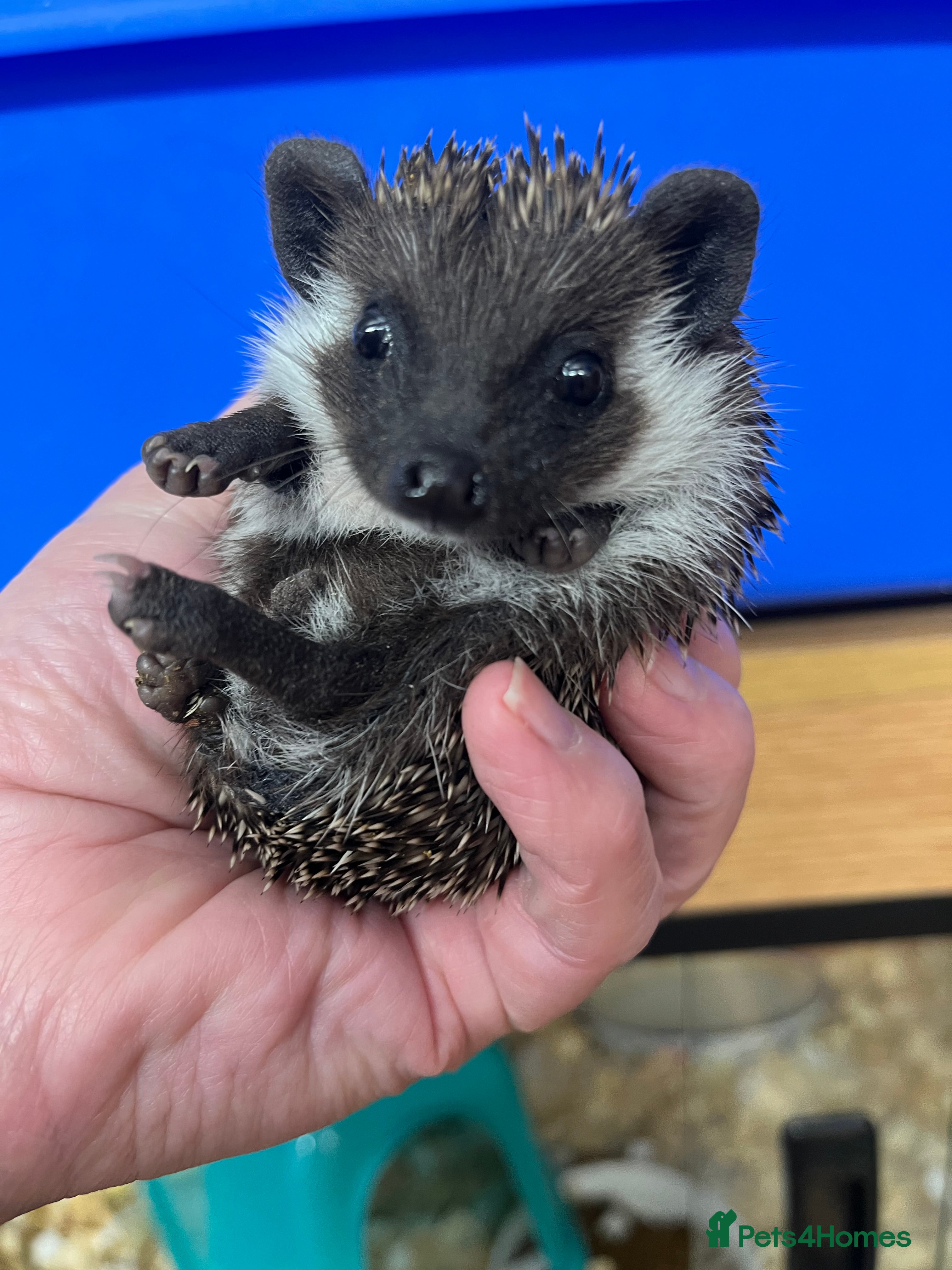 Pygmy Hedgehog rodents Stunning black masked baby hoglets ready today !  - Advert 16