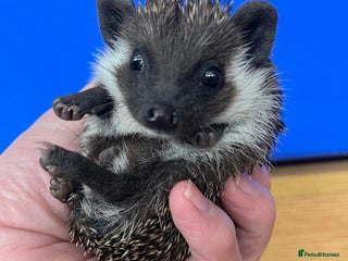 Pygmy Hedgehog rodents Stunning black masked baby hoglets ready today ! - Advert 16