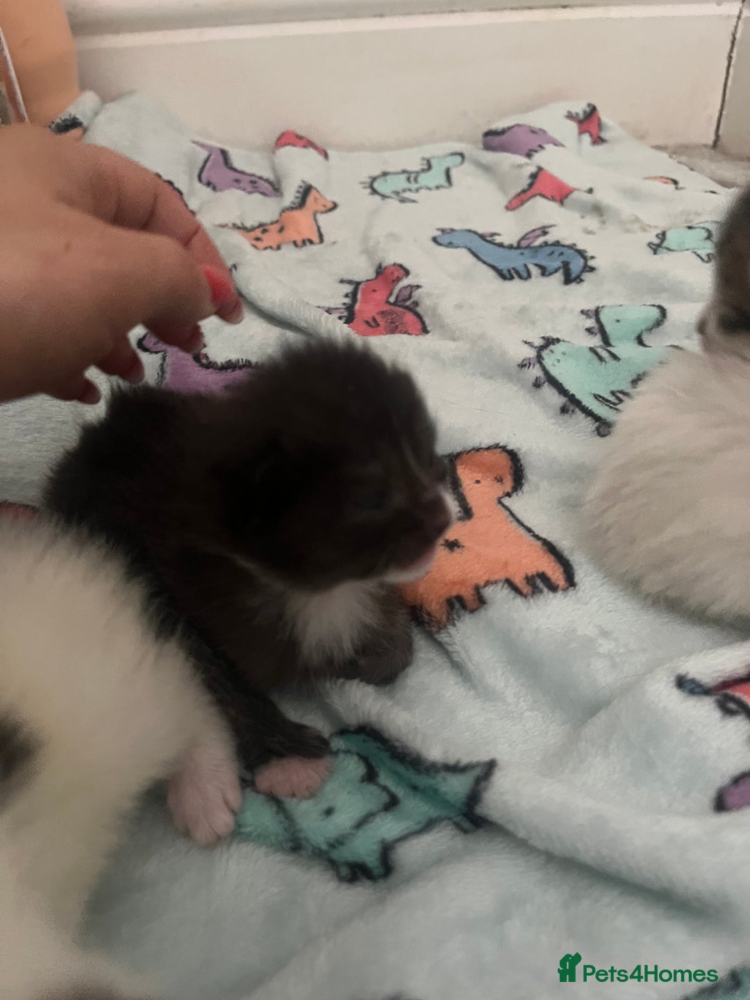 British Shorthair cats for sale: 4 stunning kittens for sale  - Image 12