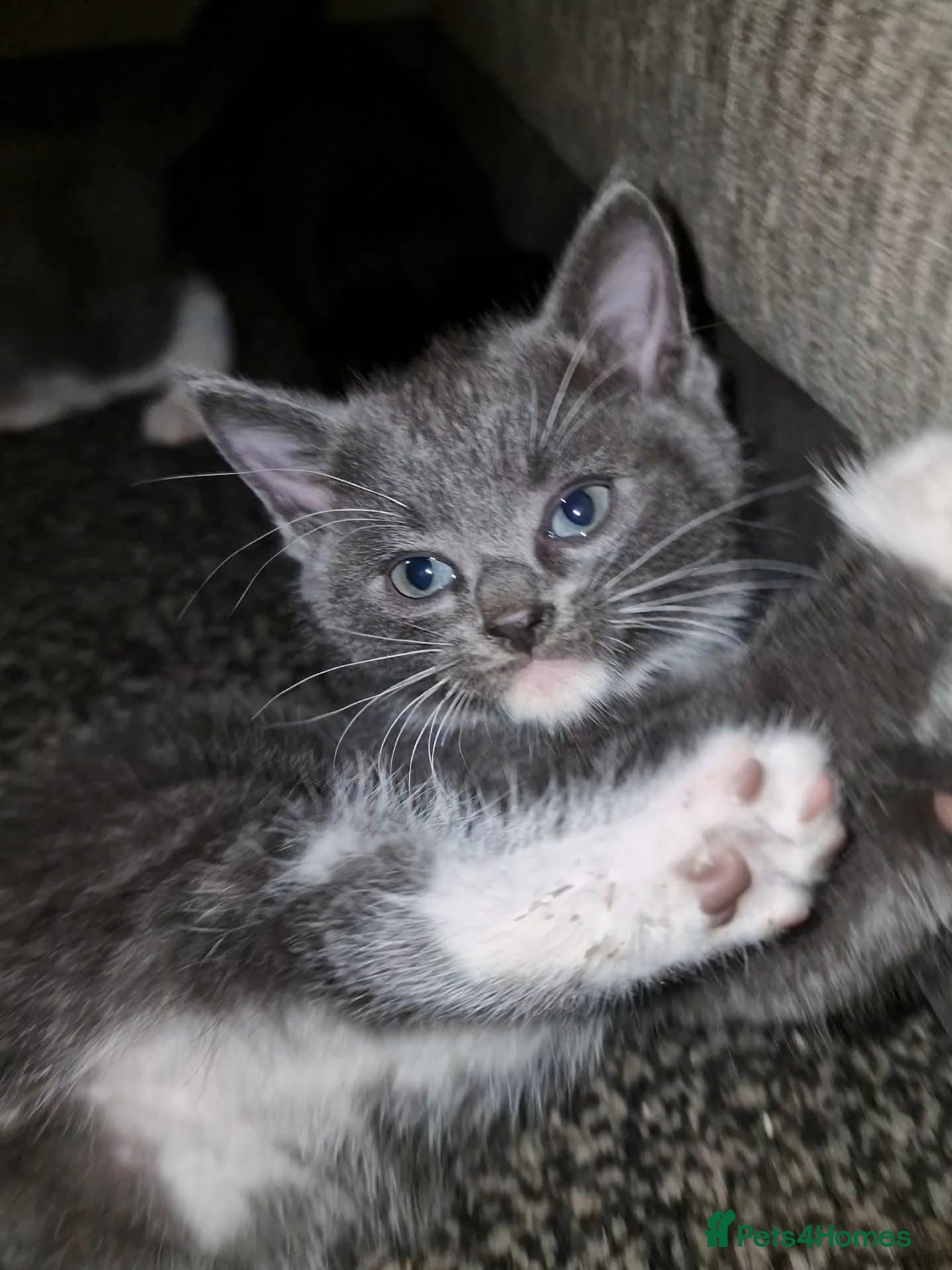 Mixed Breed cats 🐾 Gorgeous Mixed-Breed Kittens Ready Soon 🐾 - Advert 1