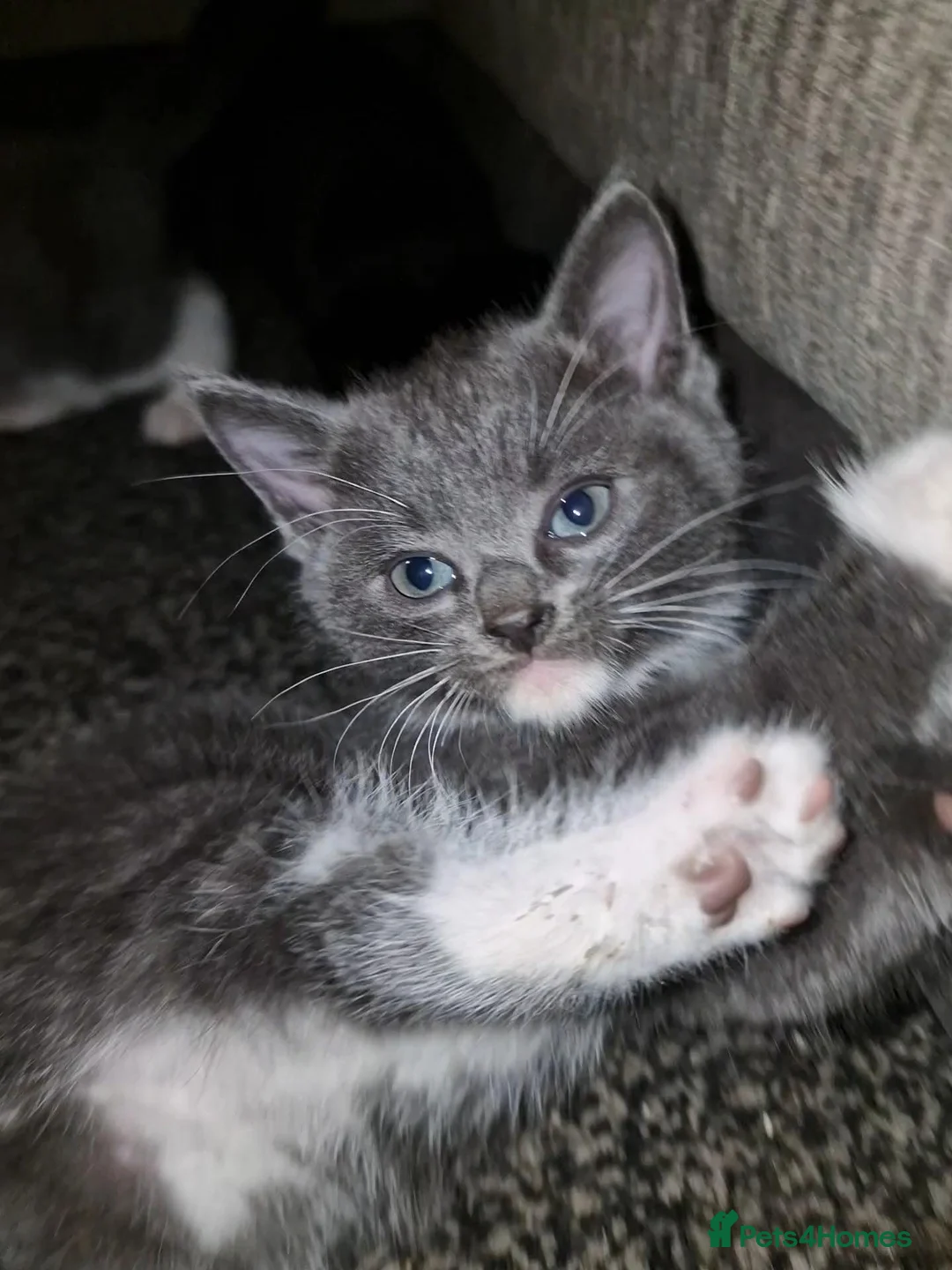 Mixed Breed cats for sale: 🐾 Gorgeous Mixed-Breed Kittens Ready Soon 🐾 - Advert 1
