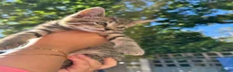 Domestic Shorthair cats for sale: 🐾 Adorable Kittens – 1Black Male & 3Tabby Females in Waltham Abbey - Advert 7