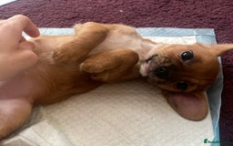 Mixed Breed dogs for sale: Female  - Image 3