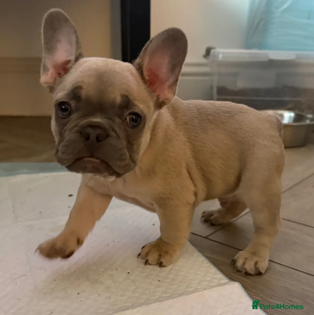 French Bulldog dogs for sale: French bulldog puppies  - Advert 5