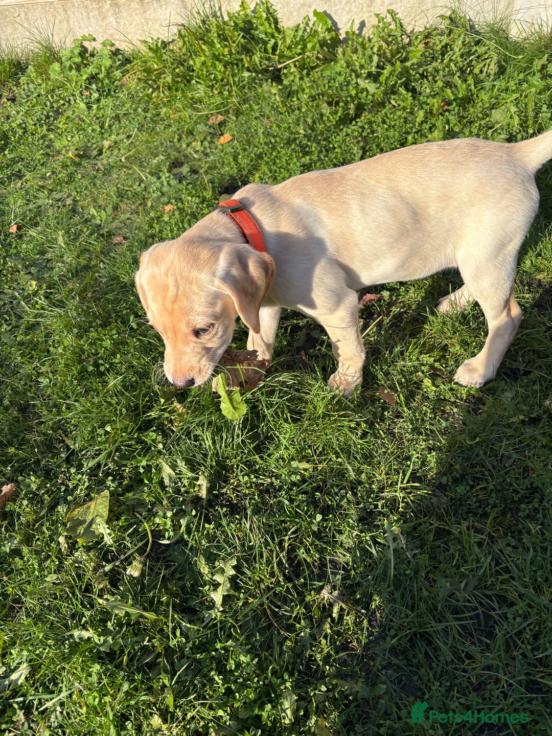 Labrador Retriever dogs for sale: Beautiful female Labrador !!! Ready to go home ! - Advert 4